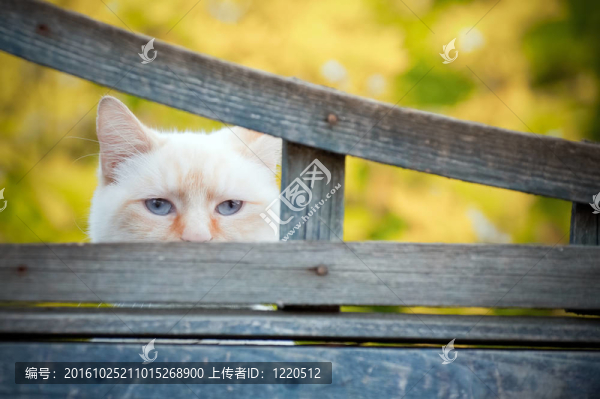 緬因貓的眼睛