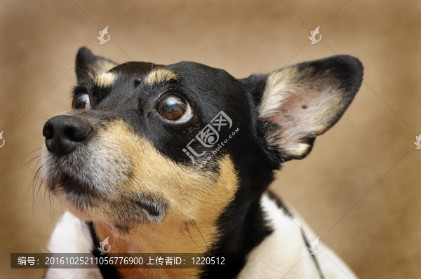 foxterrier