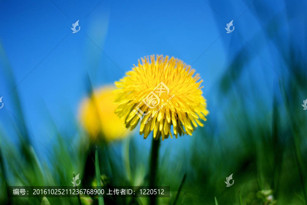 蒲公英