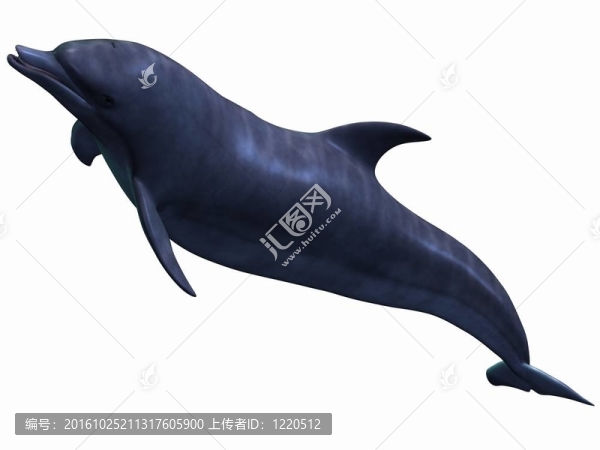 海豚