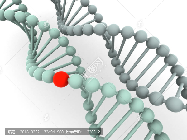 基因在DNA