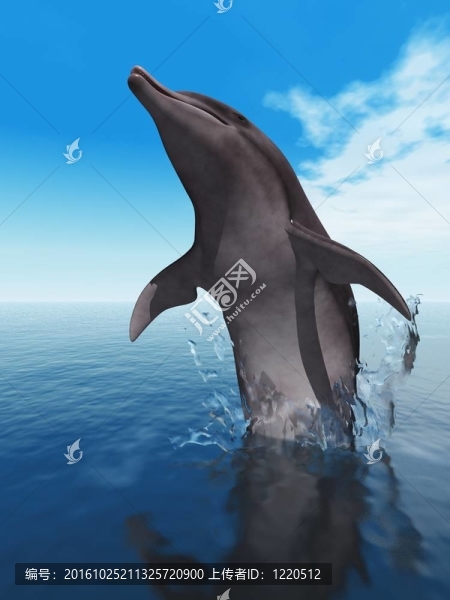 海豚
