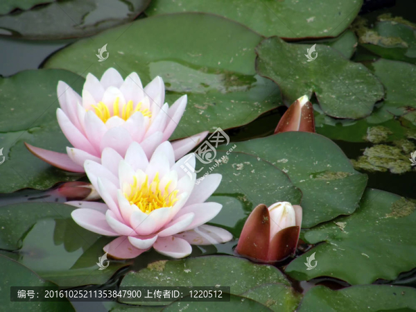 水百合