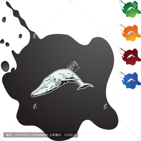 鯨魚(yú)