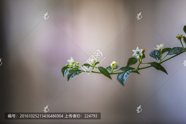 花卉