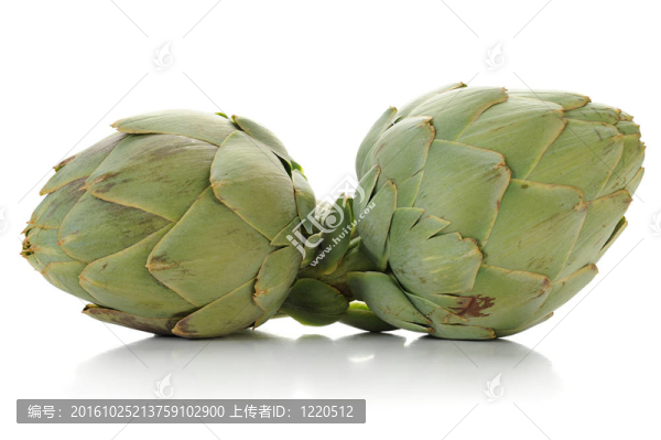 洋薊
