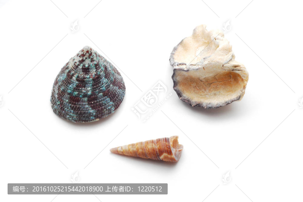 貝殼
