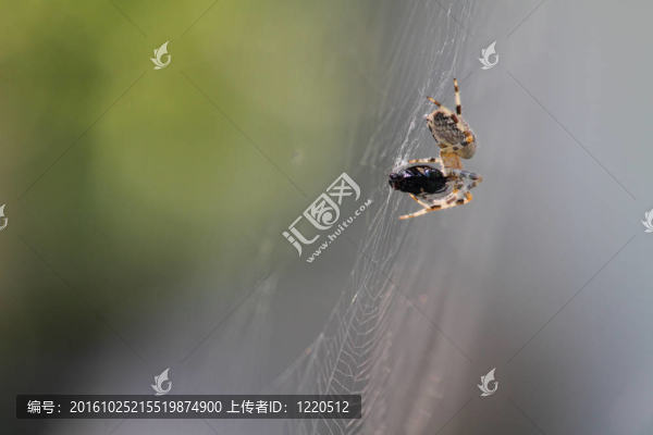 蜘蛛在網(wǎng)