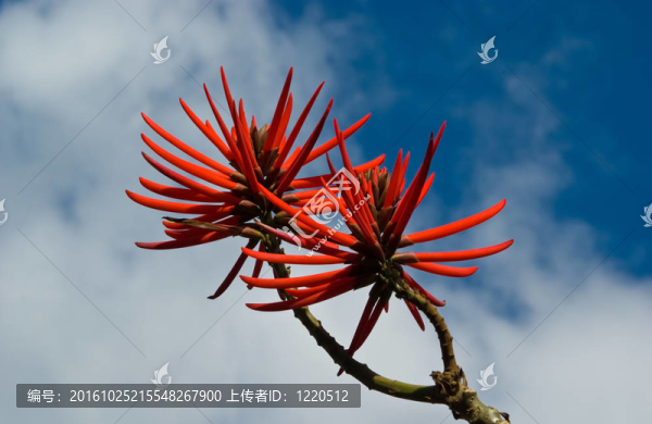 花Erythrina,speciosa