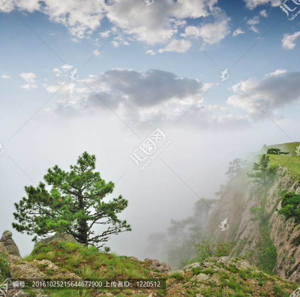 秋天的風(fēng)景；樹(shù)上的霧