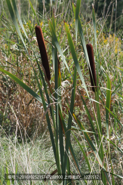 香蒲（Bulrush