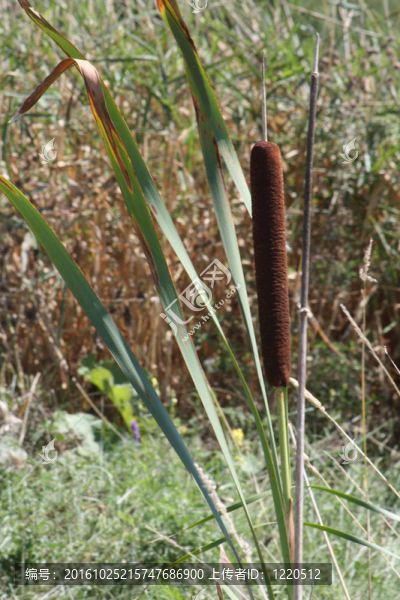 香蒲（Bulrush