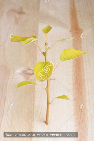 年輕的樹(shù)