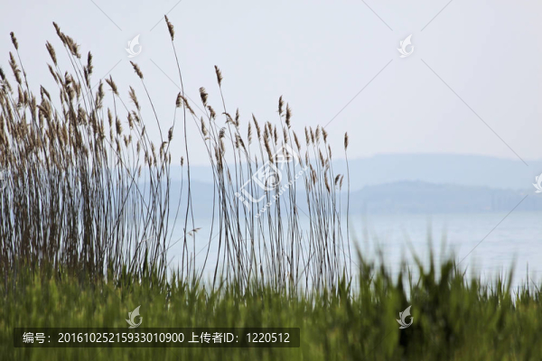 巴拉頓湖附近的szigliget