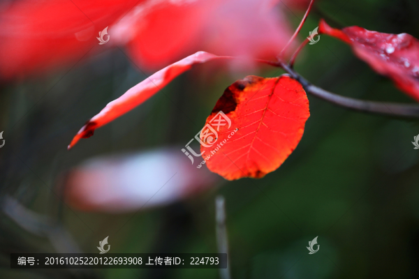 秋葉風采