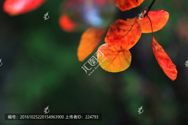 秋葉風采