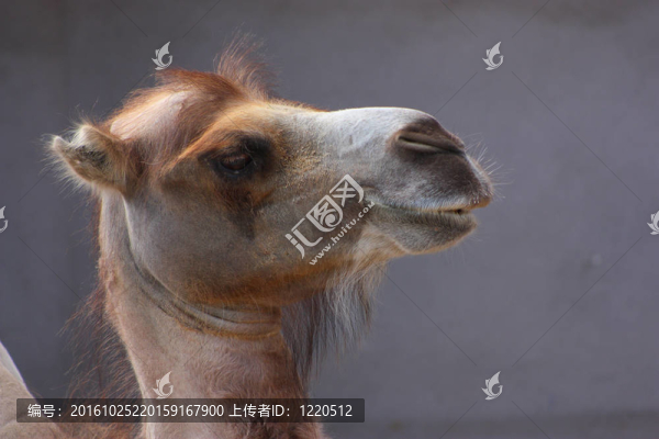 駱駝的頭