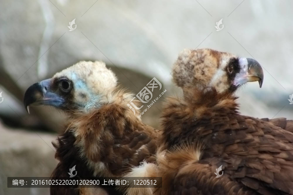 兩兀鷲