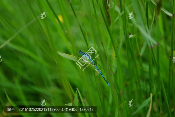 藍(lán)色和綠色的龍