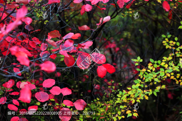 秋葉風(fēng)采