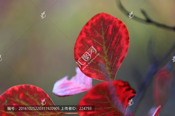 秋葉風(fēng)采