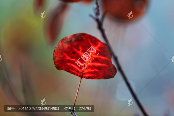 秋葉風(fēng)采