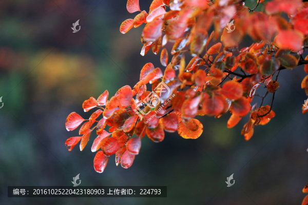 秋葉風(fēng)采