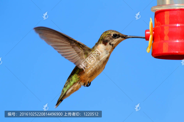 紅寶石喉蜂鳥（紅喉北蜂鳥）