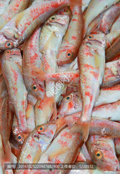 紅鯔魚