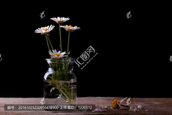雛菊花