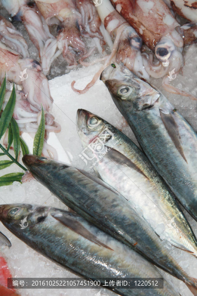 新鮮的魚(yú)