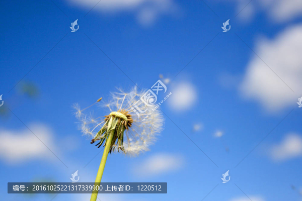 美麗的蒲公英