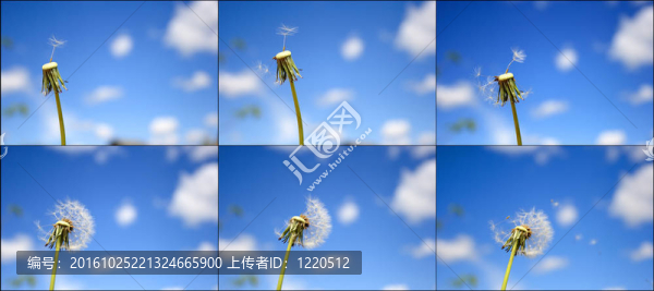 美麗的蒲公英