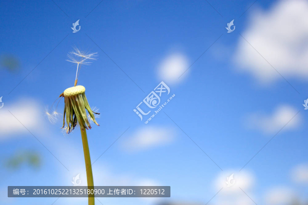 美麗的蒲公英