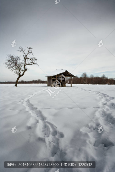 農(nóng)村的死樹和小屋