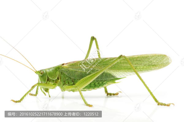白色背景的蚱蜢