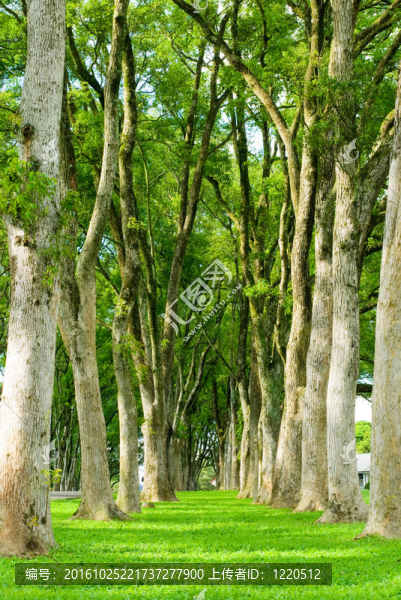 綠色草地中的樹木和小路