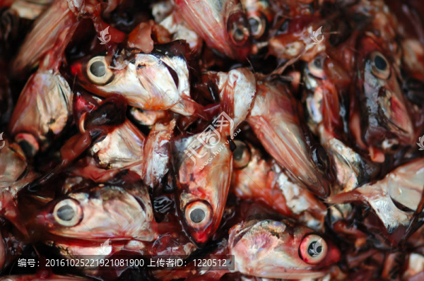 把魚頭