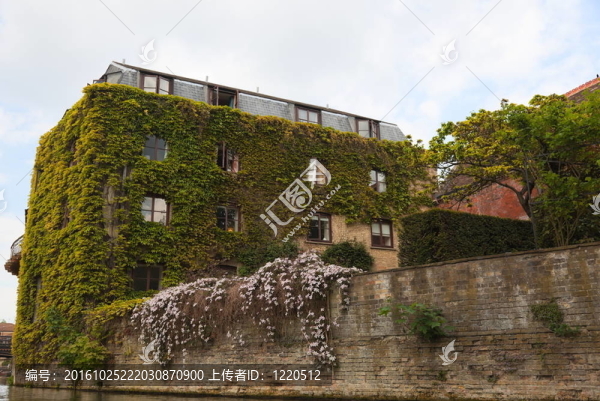 常春藤的圍墻。劍橋。英國。
