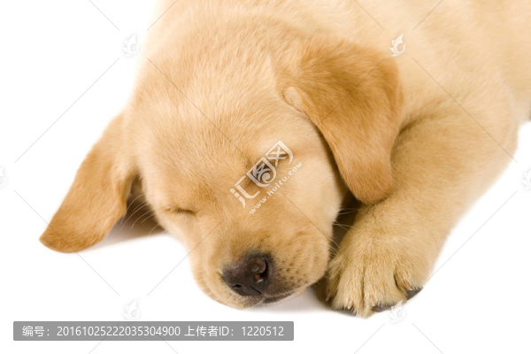 沉睡的拉布拉多獵犬