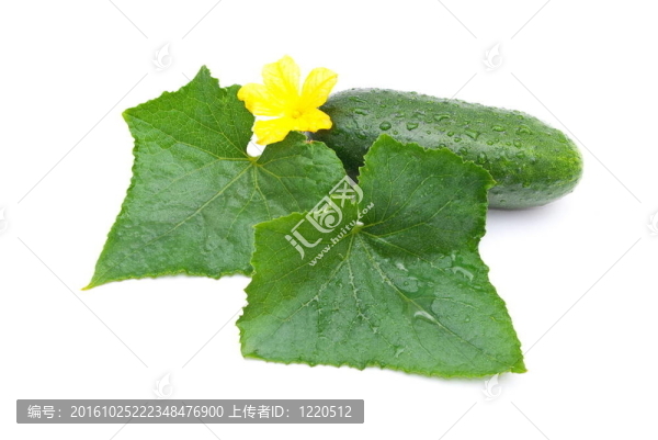 新鮮的黃瓜葉片和花
