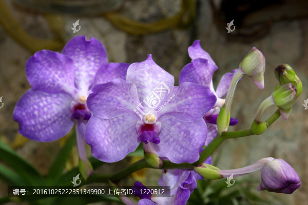 紫蘭花