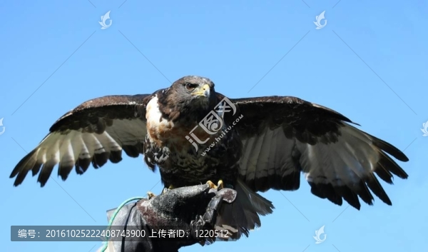 豺狼禿鷹捕食鳥