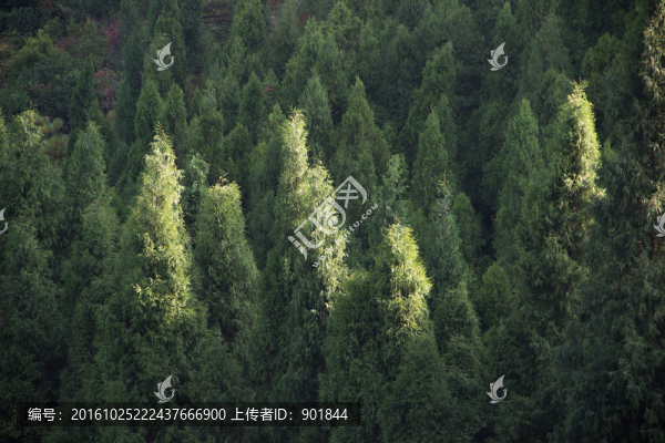 柏樹