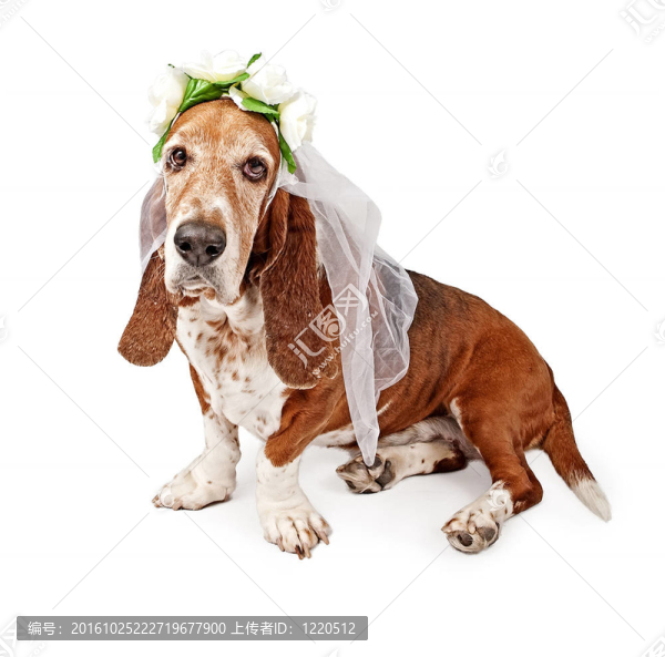 巴吉度獵犬的新娘