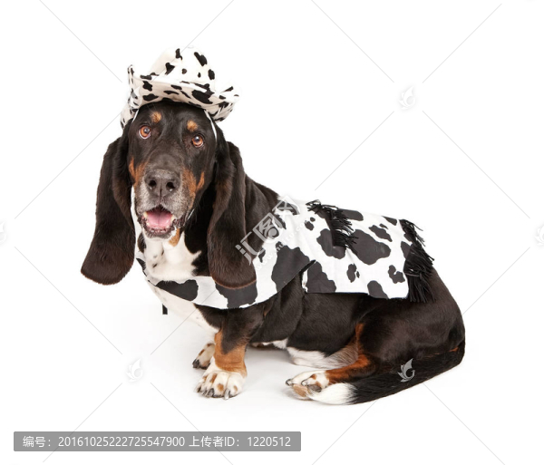 巴吉度獵犬穿黑色和白色的牛仔裝