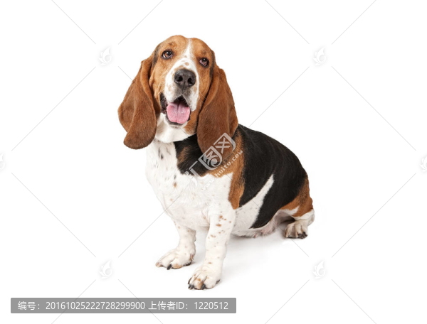 巴吉度獵犬看著旁邊