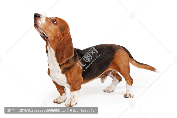 巴吉度獵犬簡介