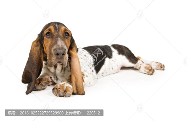 巴吉度獵犬小狗躺下來(lái)