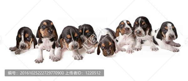 3周的老獵犬幼犬的窩